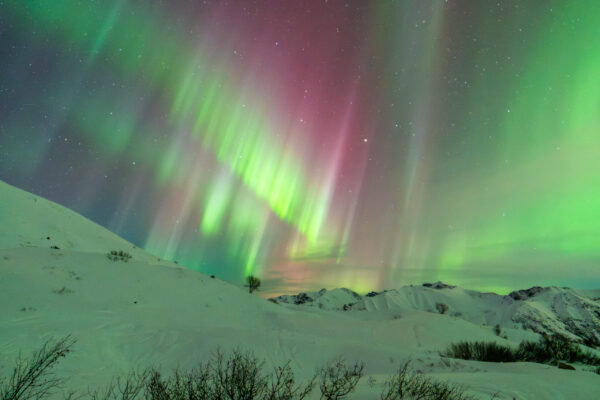 Diffuse and colorful multiple curtain aurora over snow covered hills with solitary tree dsc 3977
